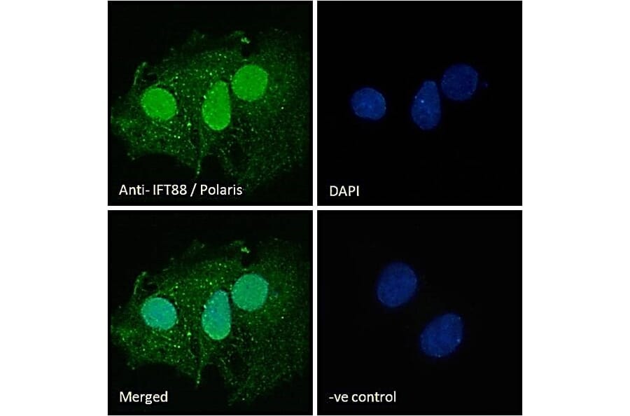 Immunofluorescence - Anti-IFT88 Antibody (A83301) - Antibodies.com