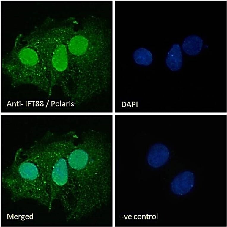 Immunofluorescence - Anti-IFT88 Antibody (A83301) - Antibodies.com