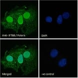 Immunofluorescence - Anti-IFT88 Antibody (A83301) - Antibodies.com