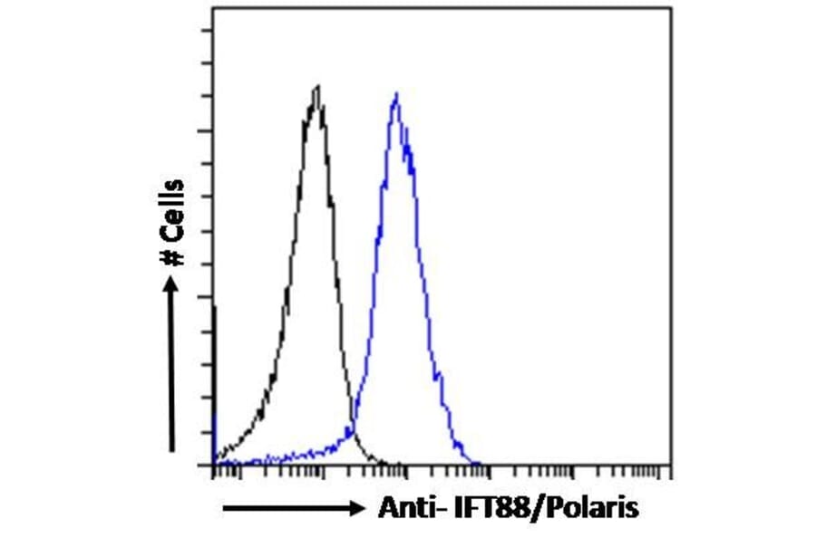 Flow Cytometry - Anti-IFT88 Antibody (A83301) - Antibodies.com