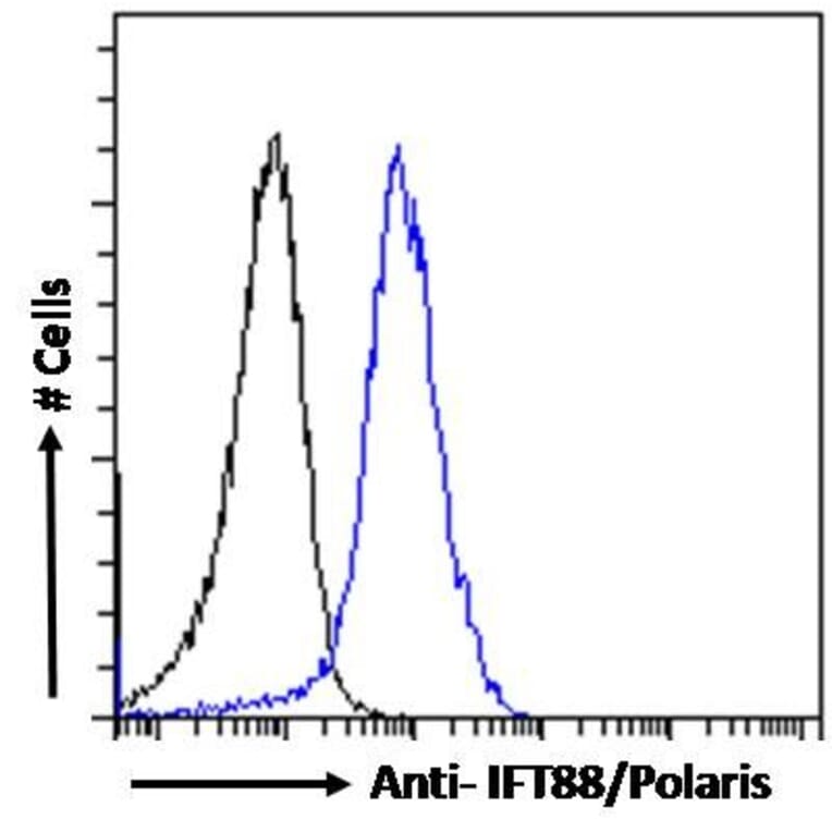 Flow Cytometry - Anti-IFT88 Antibody (A83301) - Antibodies.com