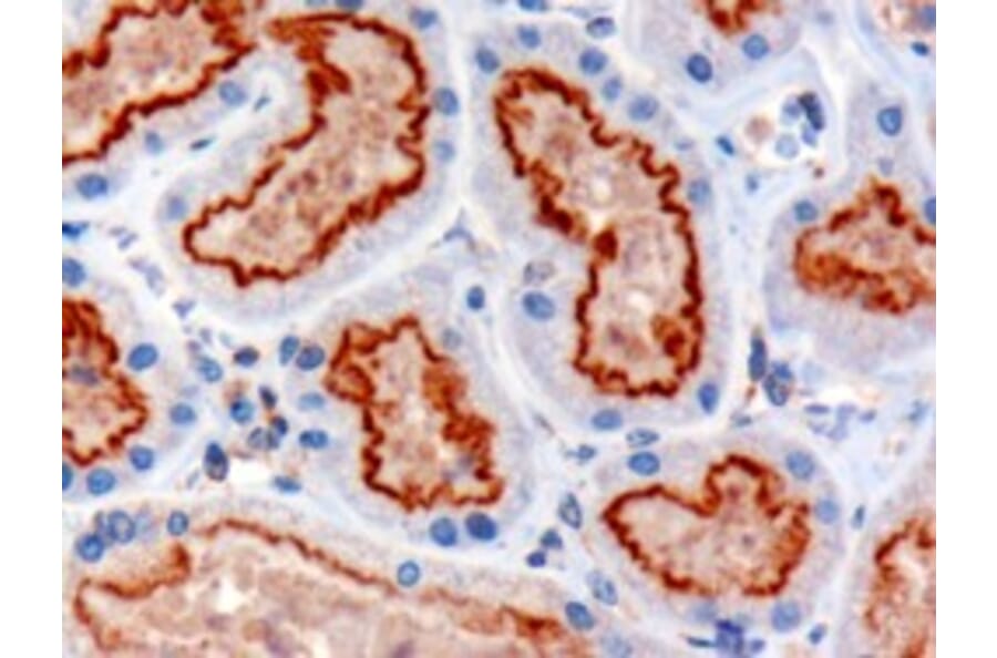 Immunohistochemistry - Anti-IFT88 Antibody (A83301) - Antibodies.com