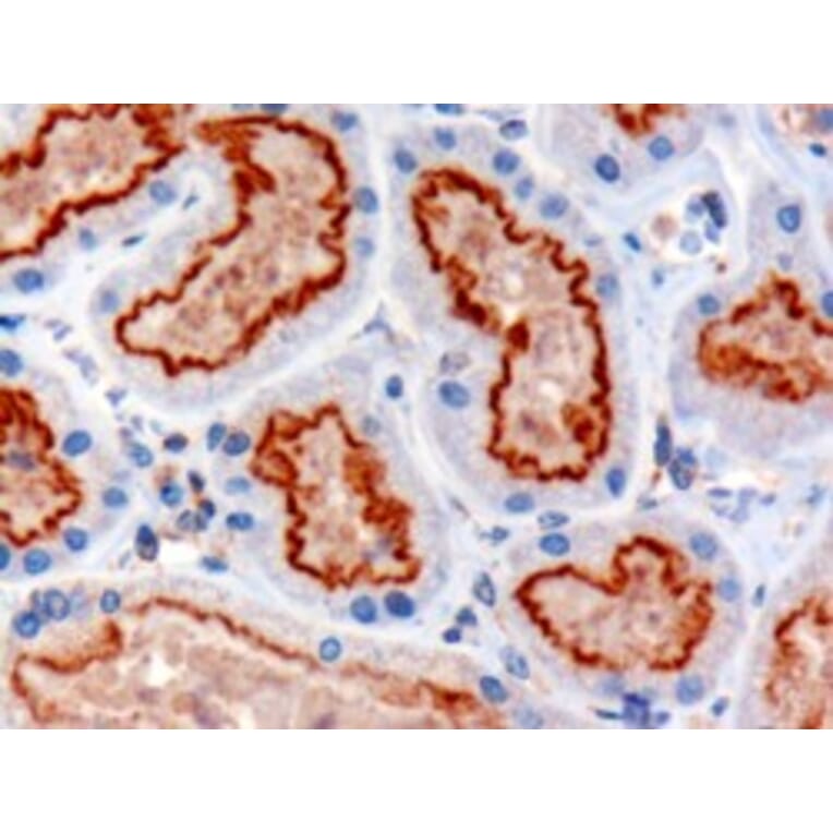 Immunohistochemistry - Anti-IFT88 Antibody (A83301) - Antibodies.com