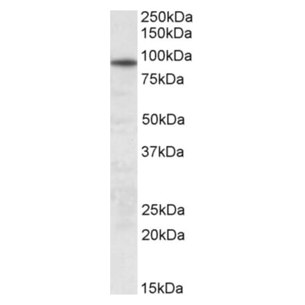 Western Blot - Anti-UNC45B Antibody (A83303) - Antibodies.com