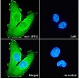 Immunofluorescence - Anti-Cpt1c/CPT1-B Antibody (A83304) - Antibodies.com