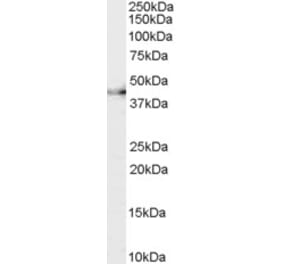 Western Blot - Anti-CNTFR Antibody (A83305) - Antibodies.com