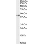 Western Blot - Anti-CNTFR Antibody (A83305) - Antibodies.com