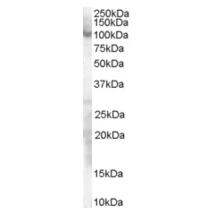 Western Blot - Anti-SP1 Antibody (A83307) - Antibodies.com
