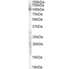 Western Blot - Anti-SP1 Antibody (A83307) - Antibodies.com