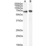 Western Blot - Anti-SHP1 Antibody (A83308) - Antibodies.com