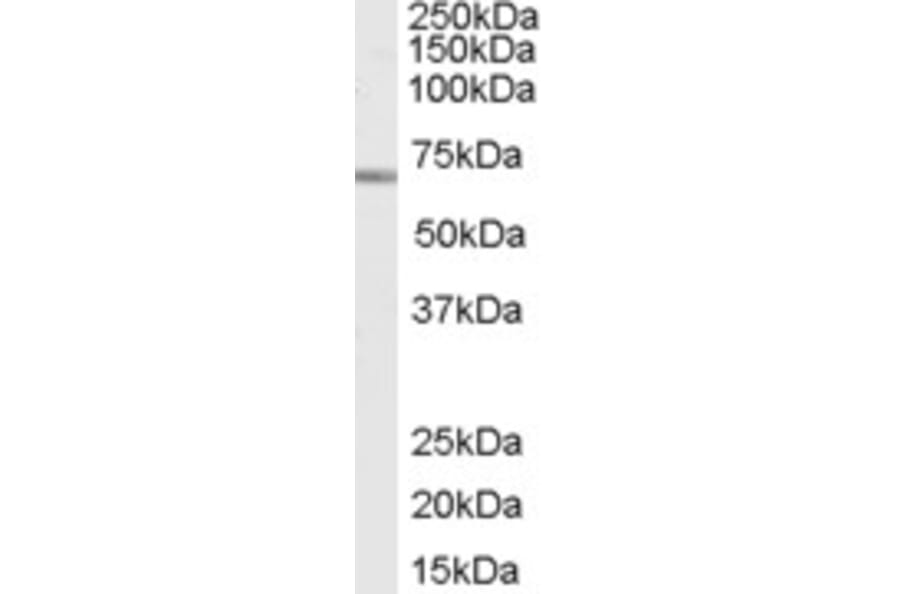 Western Blot - Anti-SHP1 Antibody (A83309) - Antibodies.com