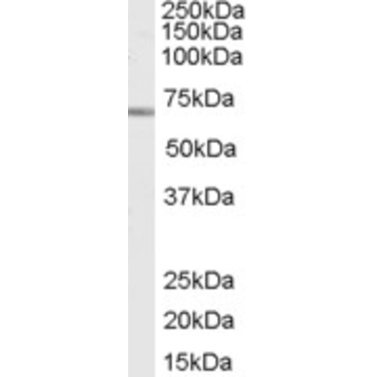 Western Blot - Anti-SHP1 Antibody (A83309) - Antibodies.com