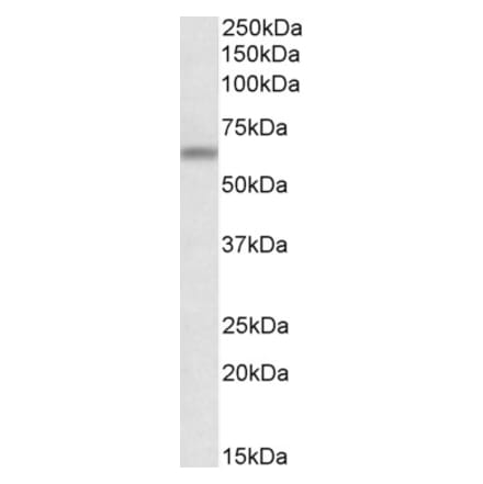 Western Blot - Anti-ATG16L1 Antibody (A83310) - Antibodies.com