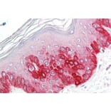 Immunohistochemistry - Anti-ATG16L1 Antibody (A83310) - Antibodies.com