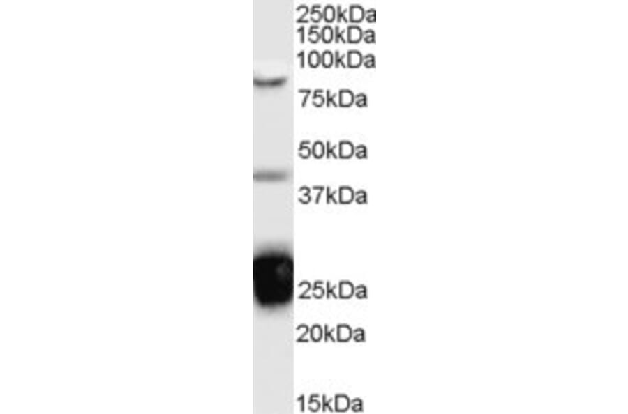 Western Blot - Anti-TIA1 Antibody (A83311) - Antibodies.com