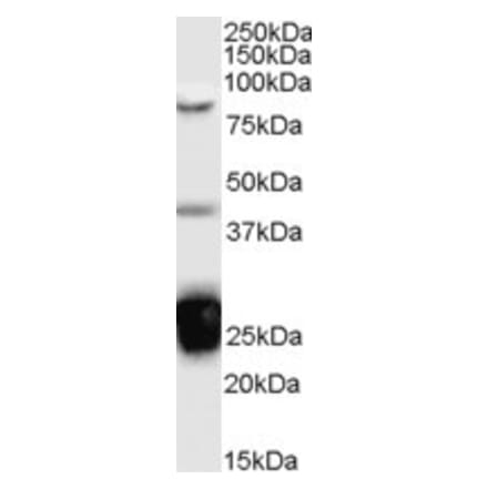Western Blot - Anti-TIA1 Antibody (A83311) - Antibodies.com