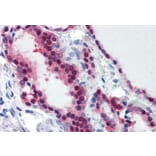 Immunohistochemistry - Anti-TIA1 Antibody (A83311) - Antibodies.com