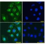 Immunofluorescence - Anti-TIA1 Antibody (A83311) - Antibodies.com