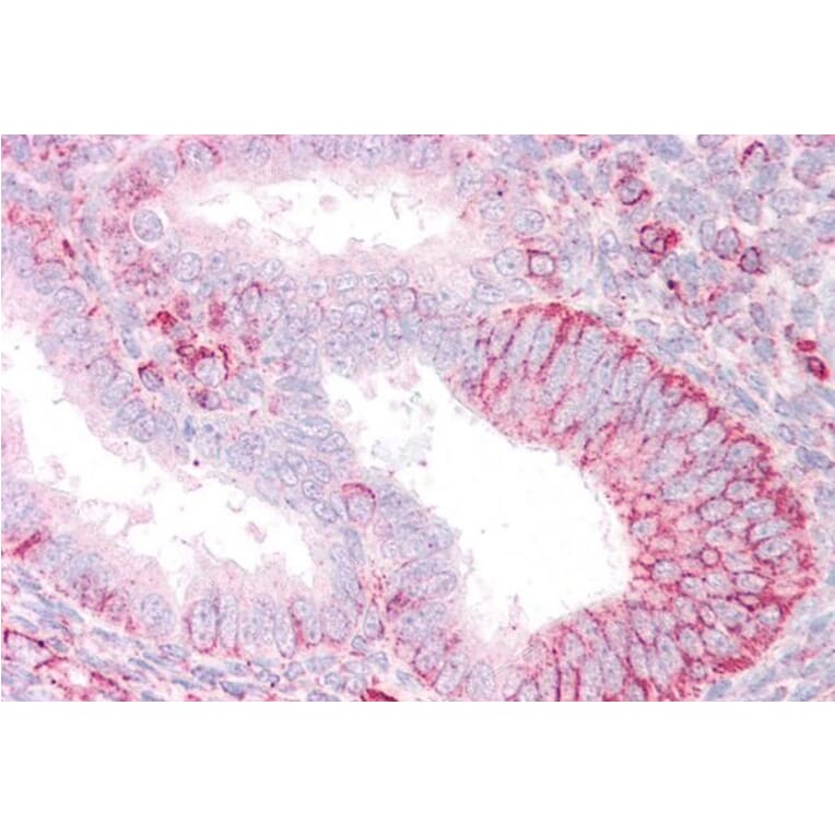 Immunohistochemistry - Anti-RNF23 Antibody (A83313) - Antibodies.com