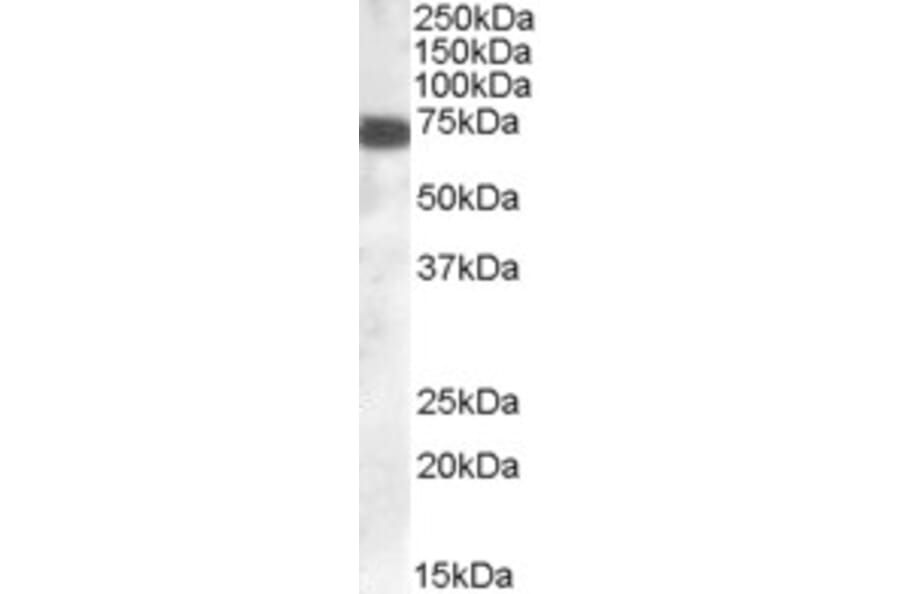 Western Blot - Anti-ZDHHC13 Antibody (A83315) - Antibodies.com