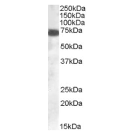 Western Blot - Anti-ZDHHC13 Antibody (A83315) - Antibodies.com