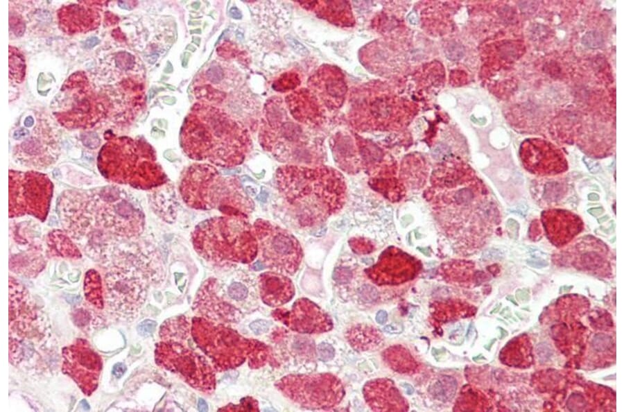Immunohistochemistry - Anti-EHM2 Antibody (A83316) - Antibodies.com