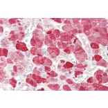 Immunohistochemistry - Anti-EHM2 Antibody (A83316) - Antibodies.com
