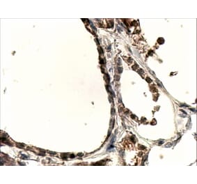 Immunohistochemistry - Anti-DUOX1 Antibody (A83317) - Antibodies.com