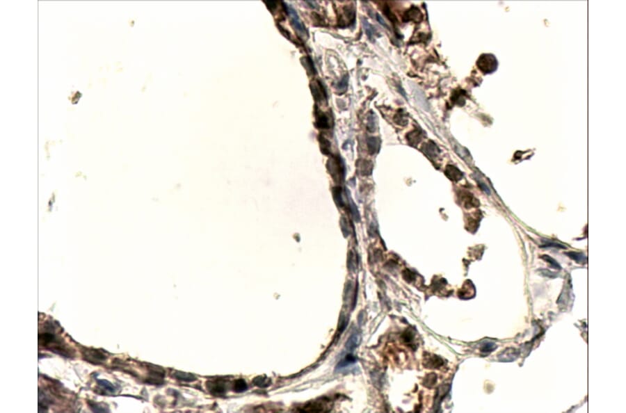 Immunohistochemistry - Anti-DUOX1 Antibody (A83317) - Antibodies.com