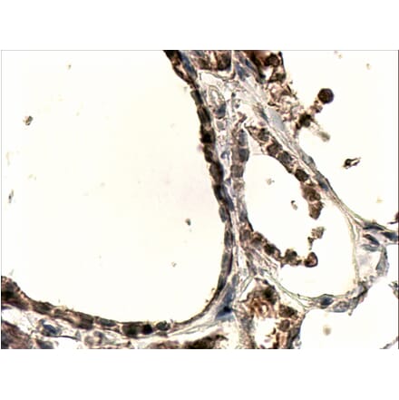 Immunohistochemistry - Anti-DUOX1 Antibody (A83317) - Antibodies.com