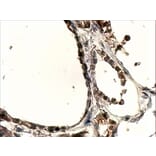 Immunohistochemistry - Anti-DUOX1 Antibody (A83317) - Antibodies.com