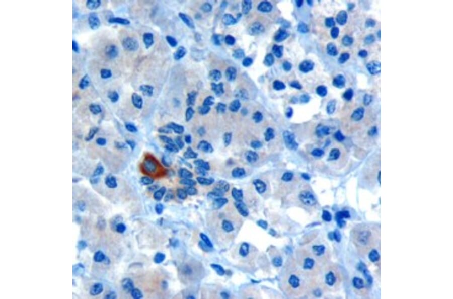 Immunohistochemistry - Anti-PAR6 alpha Antibody (A83318) - Antibodies.com