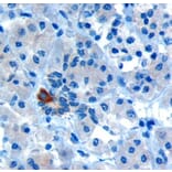 Immunohistochemistry - Anti-PAR6 alpha Antibody (A83318) - Antibodies.com