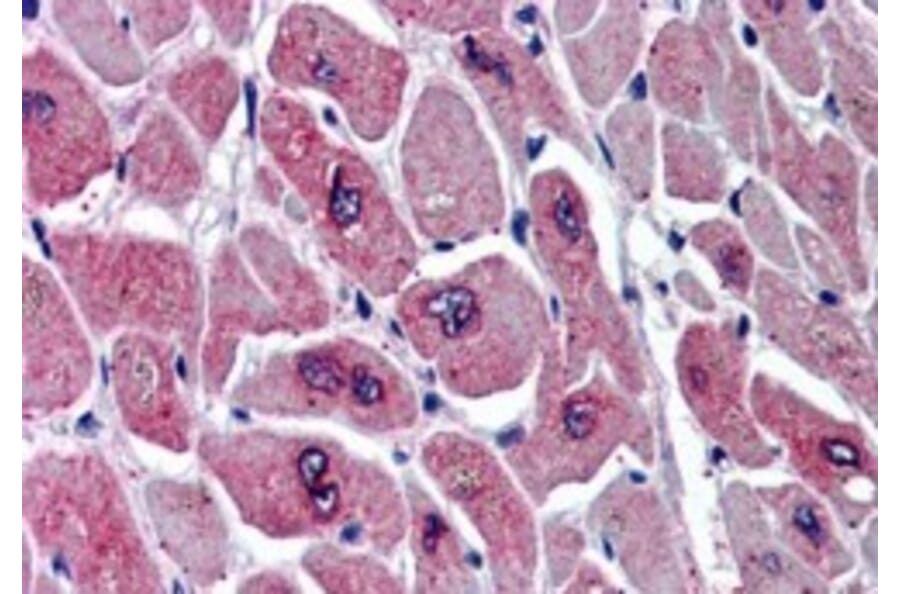 Immunohistochemistry - Anti-PAR6 alpha Antibody (A83318) - Antibodies.com