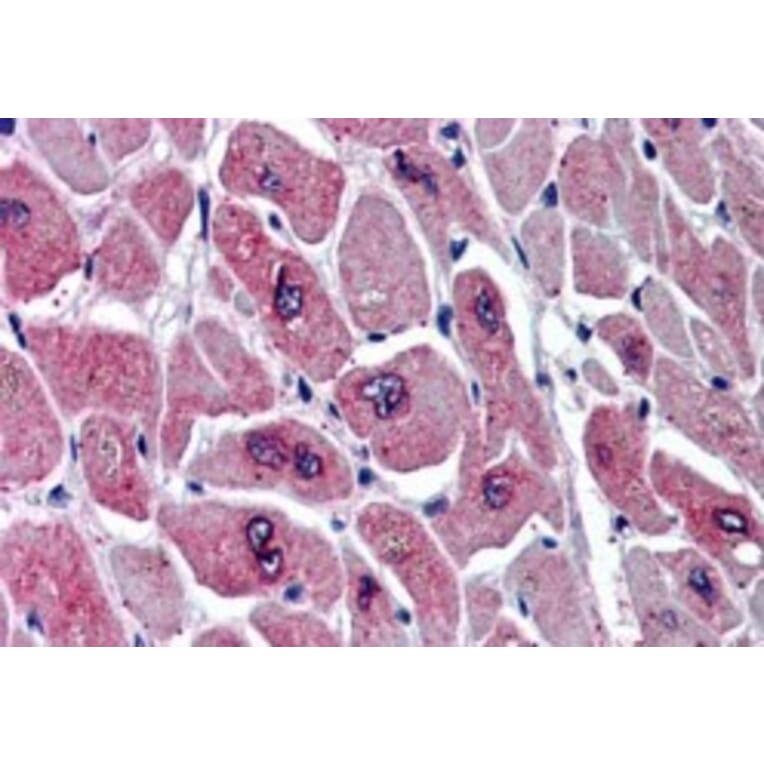 Immunohistochemistry - Anti-PAR6 alpha Antibody (A83318) - Antibodies.com