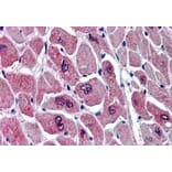 Immunohistochemistry - Anti-PAR6 alpha Antibody (A83318) - Antibodies.com