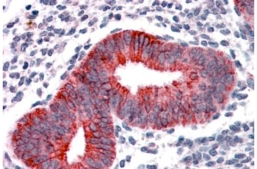 Immunohistochemistry - Anti-VPS29 Antibody (A83319) - Antibodies.com