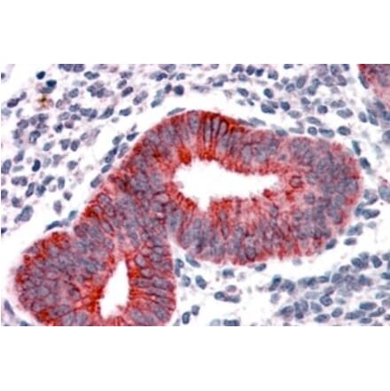 Immunohistochemistry - Anti-VPS29 Antibody (A83319) - Antibodies.com