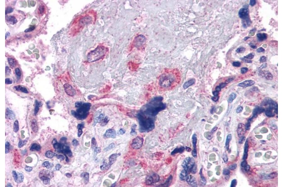 Immunohistochemistry - Anti-VPS29 Antibody (A83319) - Antibodies.com