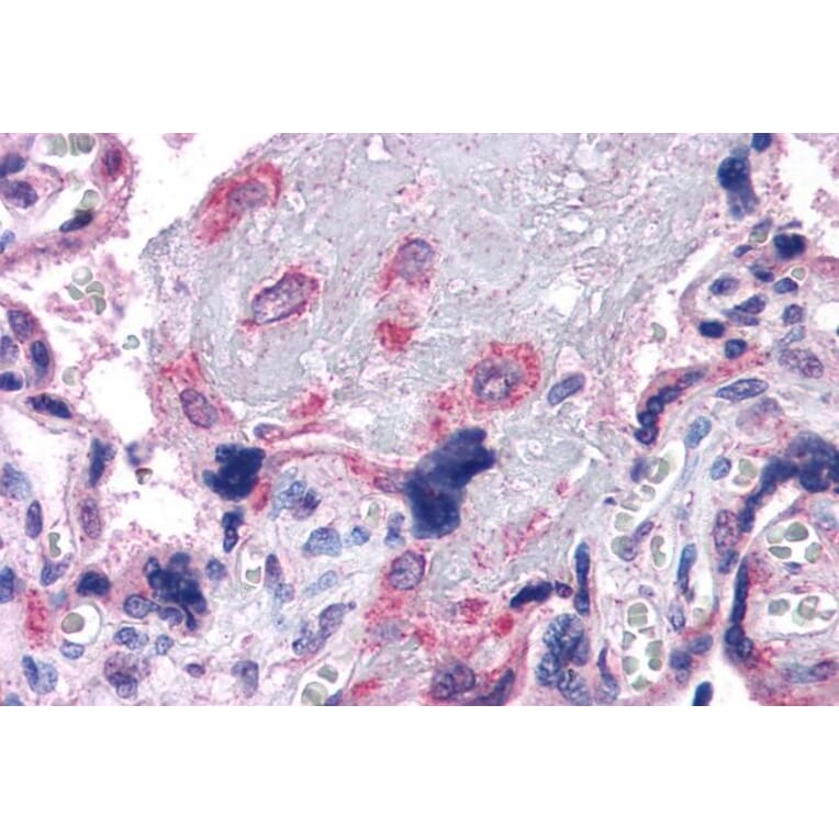 Immunohistochemistry - Anti-VPS29 Antibody (A83319) - Antibodies.com