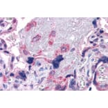 Immunohistochemistry - Anti-VPS29 Antibody (A83319) - Antibodies.com