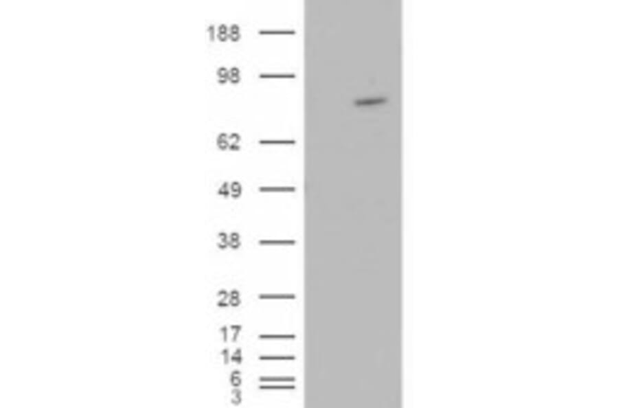 Western Blot - Anti-Asef Antibody (A83320) - Antibodies.com