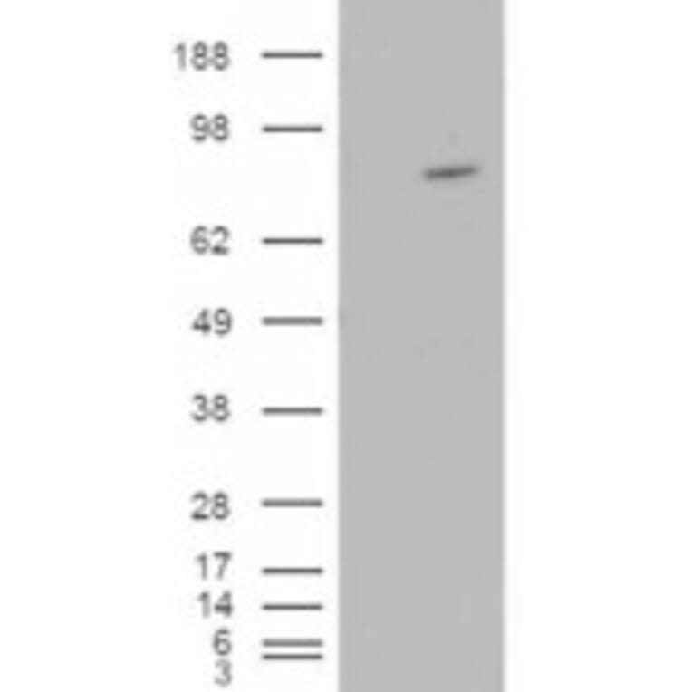 Western Blot - Anti-Asef Antibody (A83320) - Antibodies.com