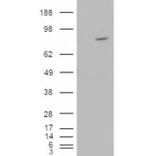 Western Blot - Anti-Asef Antibody (A83320) - Antibodies.com