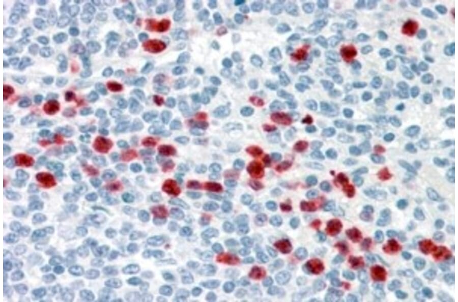 Immunohistochemistry - Anti-GCC185 Antibody (A83322) - Antibodies.com
