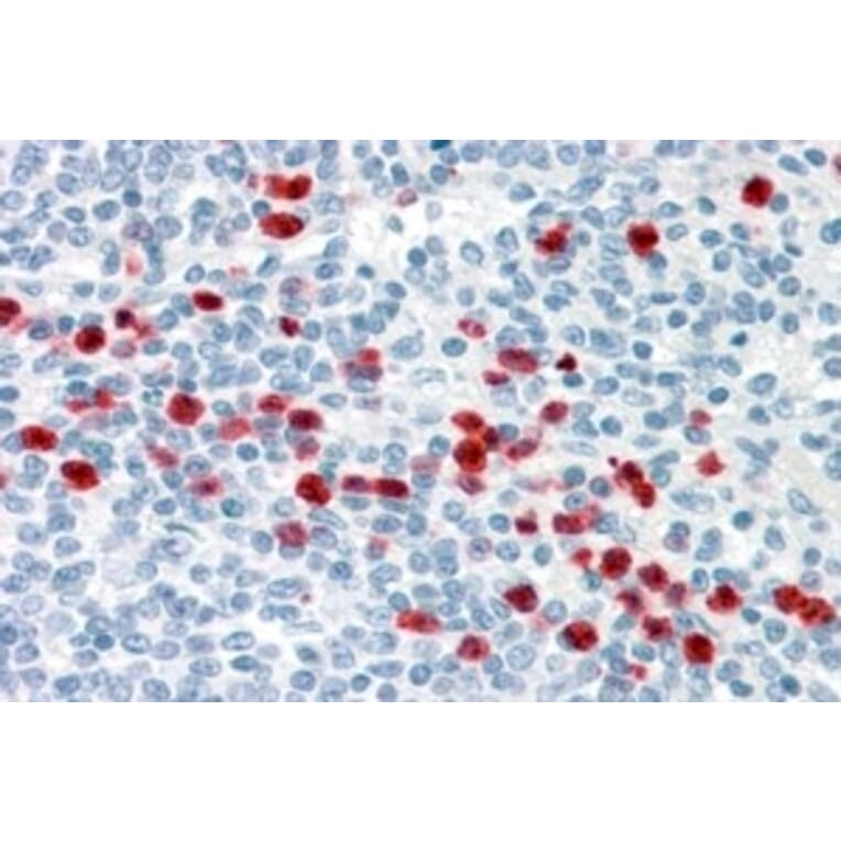 Immunohistochemistry - Anti-GCC185 Antibody (A83322) - Antibodies.com