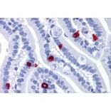 Immunohistochemistry - Anti-GCC185 Antibody (A83322) - Antibodies.com