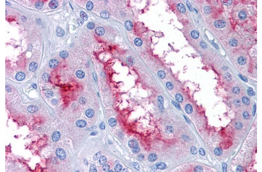 Immunohistochemistry - Anti-GCC185 Antibody (A83322) - Antibodies.com
