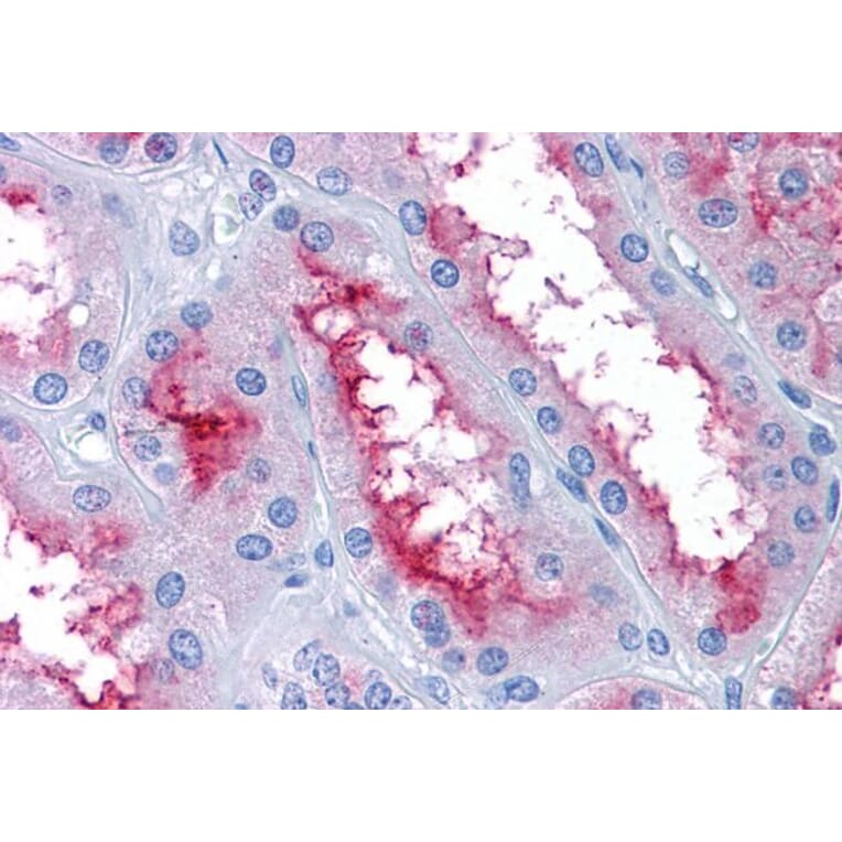 Immunohistochemistry - Anti-GCC185 Antibody (A83322) - Antibodies.com