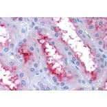 Immunohistochemistry - Anti-GCC185 Antibody (A83322) - Antibodies.com